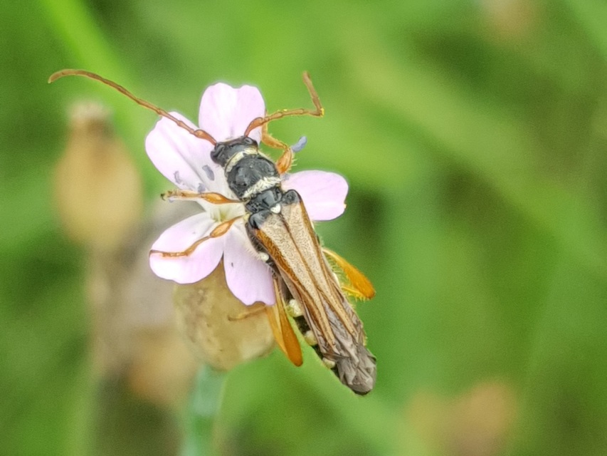 Stenopterus flavicornis - sárgacsápú keskenyfedőscincér