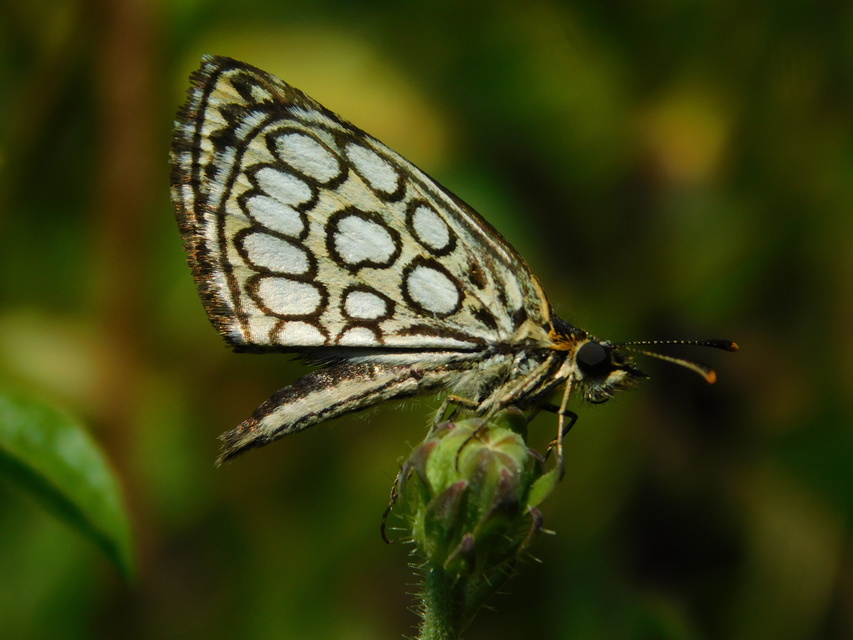 Heteropterus morpheus - tükrös busalepke