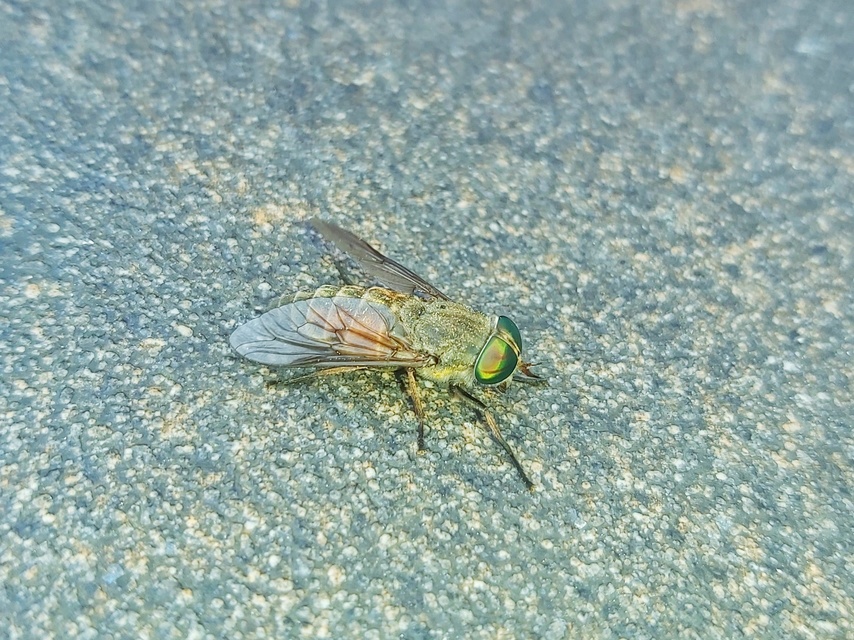 Tabanidae - böglyök