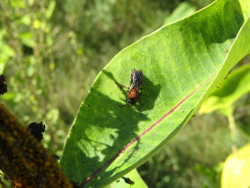 Mutillidae - hangyadarazsak