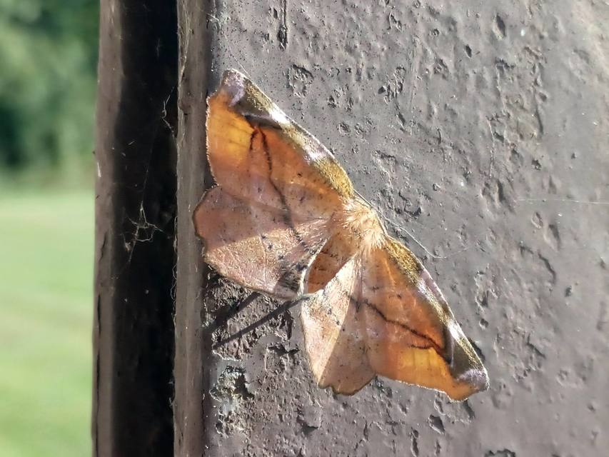 Apeira syringaria - orgona-araszoló