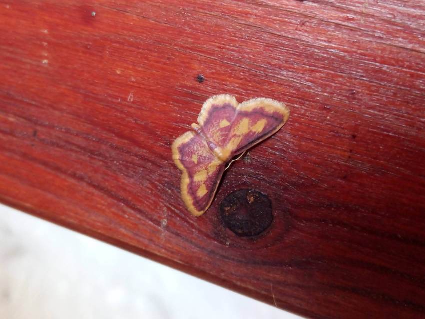 Idaea muricata - mocsári pirosaraszoló