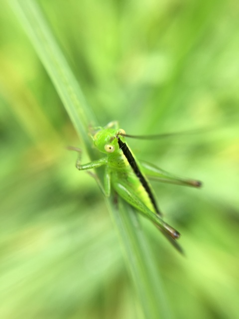 Conocephalus fuscus - kis kúpfejűszöcske