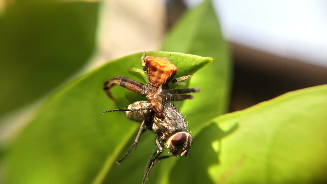 Pistius truncatus - csonka karolópók