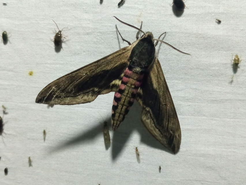 Sphinx ligustri - fagyalszender