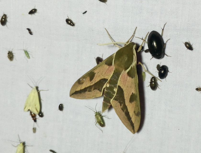 Hyles euphorbiae - kutyatejszender