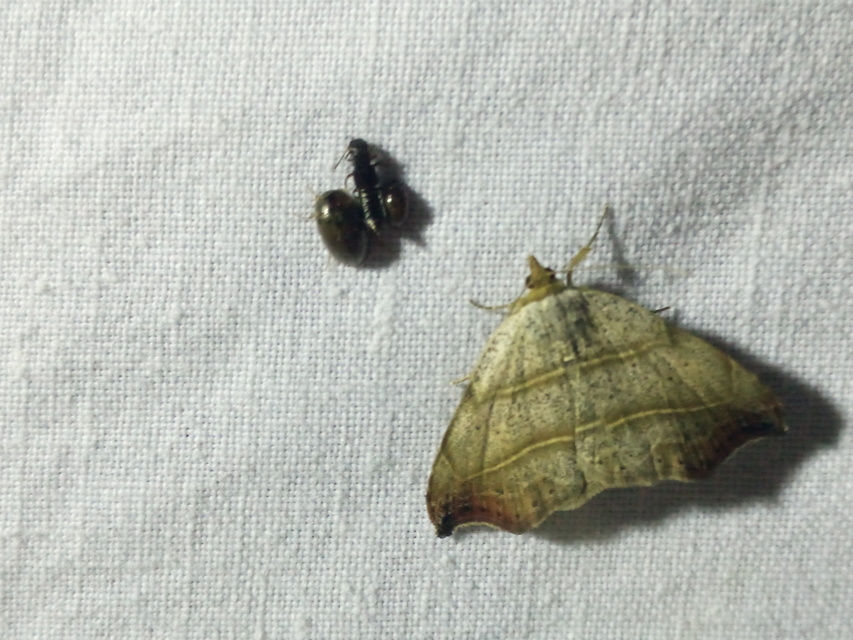 Laspeyria flexula - zuzmóbagoly