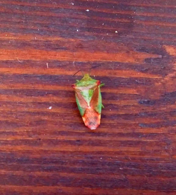 Acanthosoma haemorrhoidale - nagy dajkapoloska Acanthosoma haemorrhoidale - nagy dajkapoloska