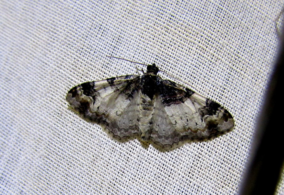 Catarhoe cuculata - csuklyás tarkaaraszoló