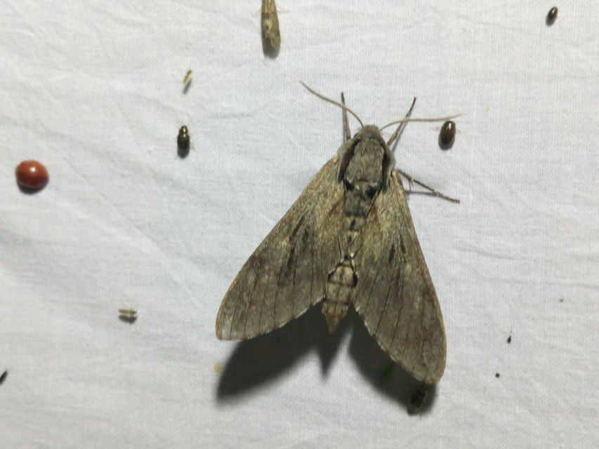 Hyloicus pinastri - fenyőszender