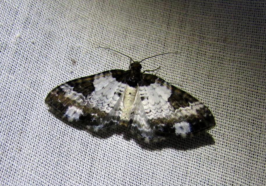 Melanthia procellata - hullámos tarkaaraszoló