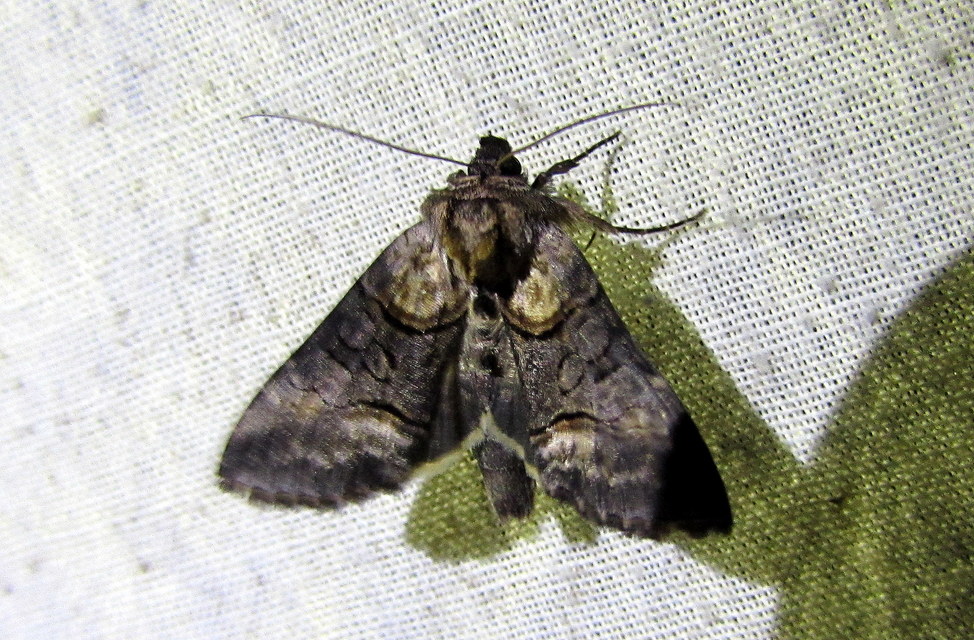 Abrostola asclepiadis - barnaövű csalánbagoly