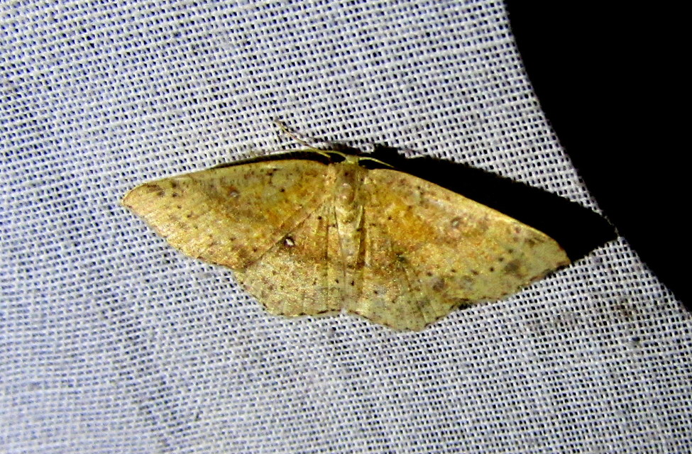 Cyclophora linearia - vonalas pettyesaraszoló