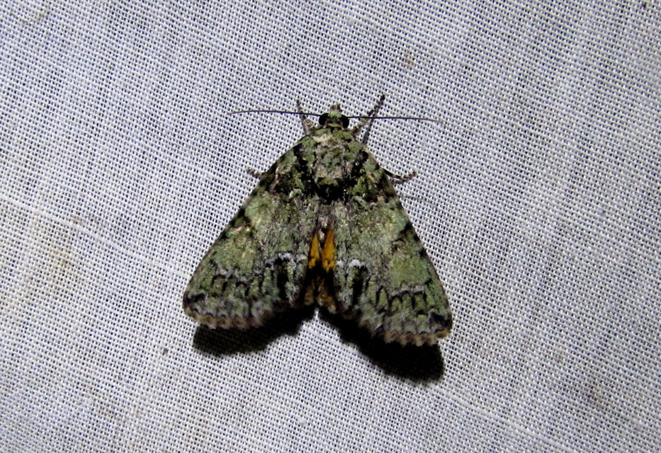 Polyphaenis sericata - selyemfényű erdeibagoly