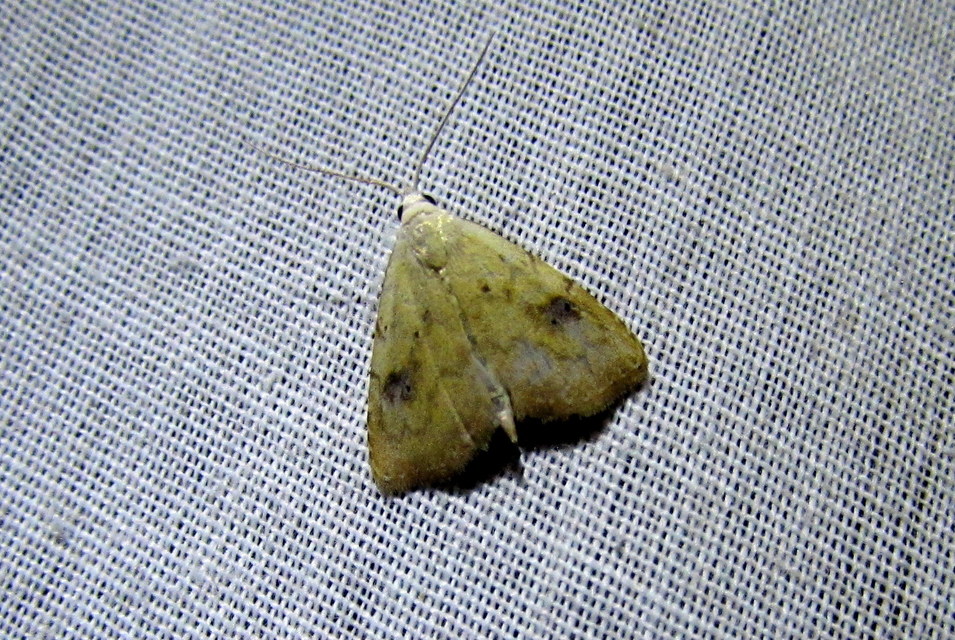 Rivula sericealis - selymes lórombagoly