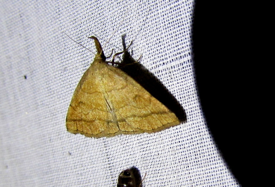 Polypogon gryphalis - láperdei karcsúbagoly