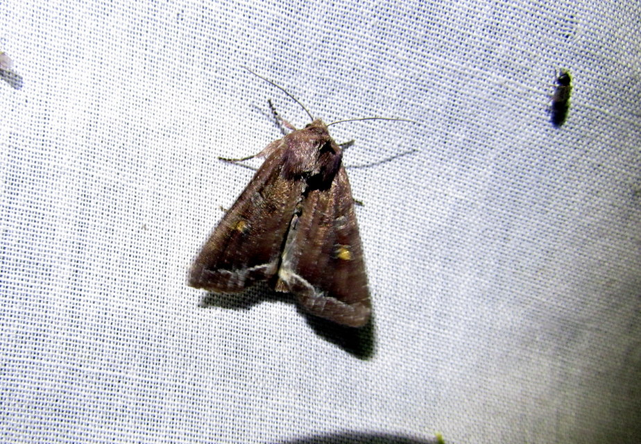 Lacanobia oleracea - saláta-kertibagoly