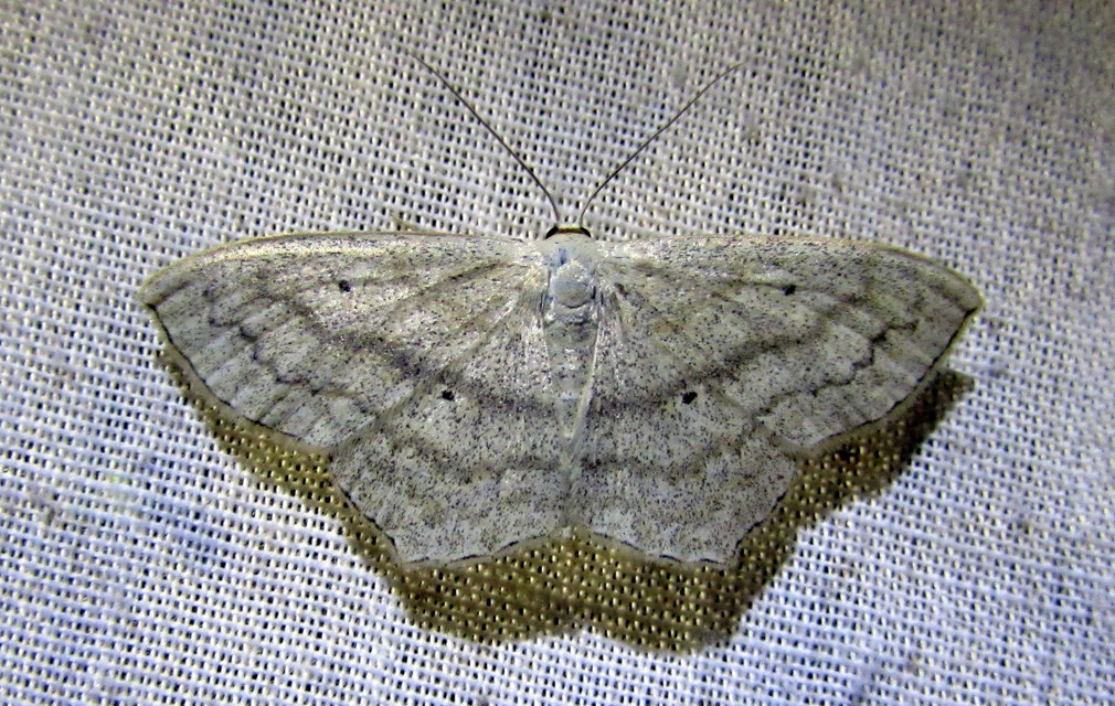Scopula nigropunctata - feketepettyes araszoló