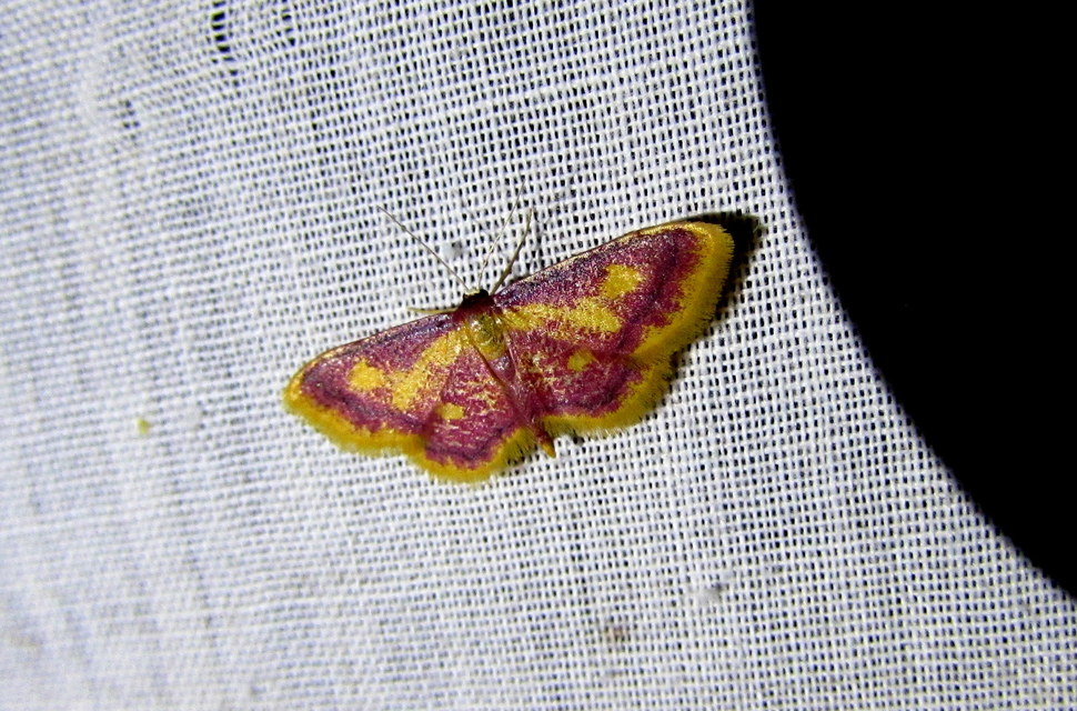 Idaea muricata - mocsári pirosaraszoló