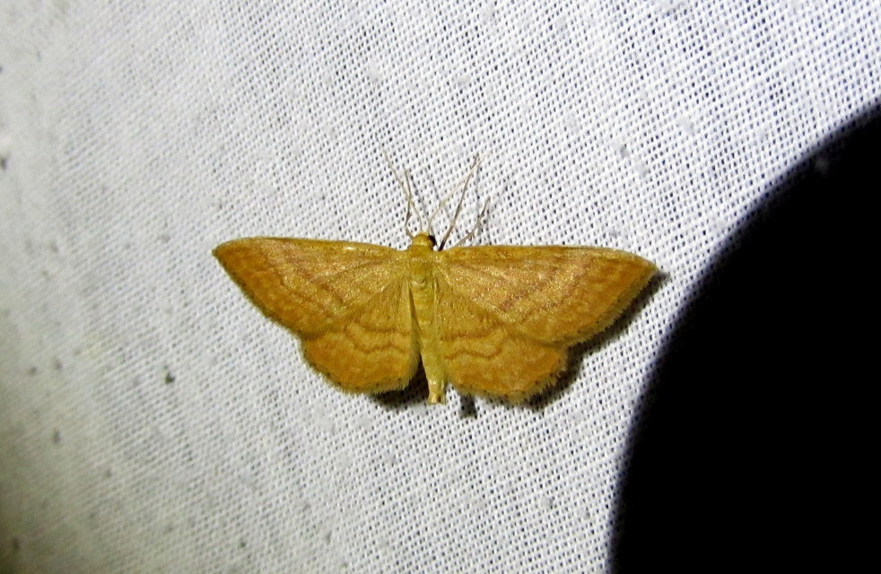 Idaea ochrata - okkerszínű sávosaraszoló