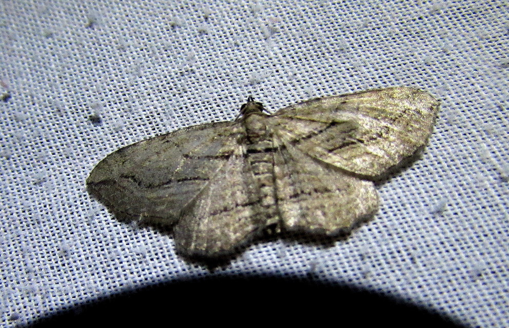 Horisme corticata - barna iszalagaraszoló
