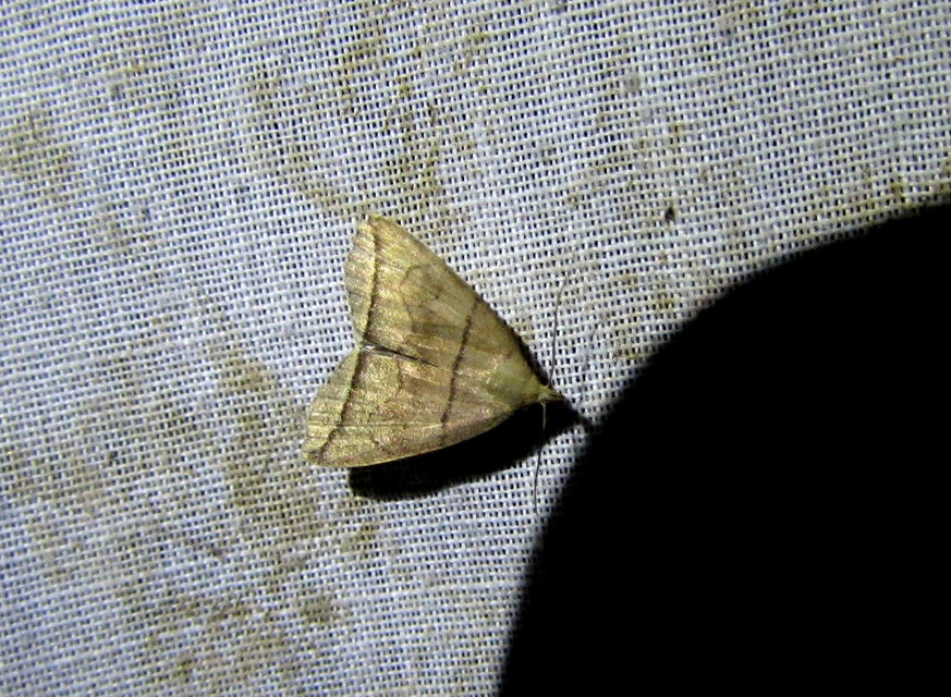 Herminia grisealis - ligeti karcsúbagoly