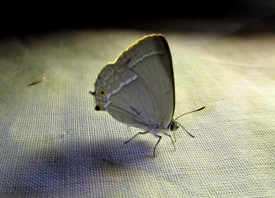 Neozephyrus quercus - tölgyfalepke