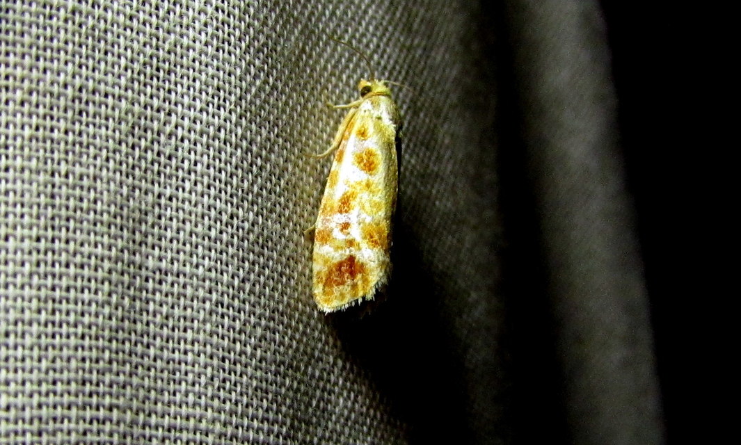Rhyacionia