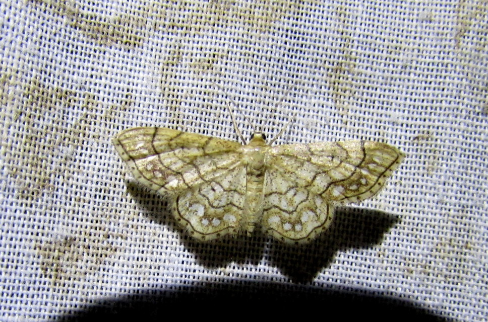 Idaea moniliata - gyöngyös apróaraszoló