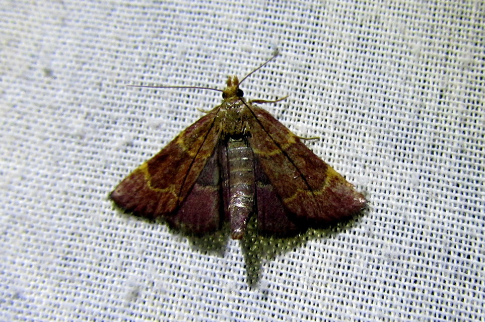 Hypsopygia rubidalis - vörös fényilonca