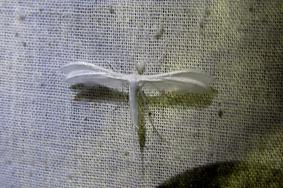 Pterophorus pentadactyla - fehér tollasmoly