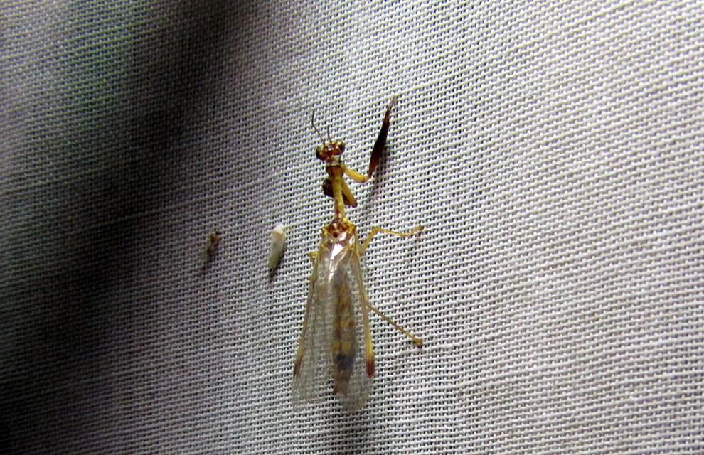 Mantispa styriaca - kétszínű fogólábú-fátyolka