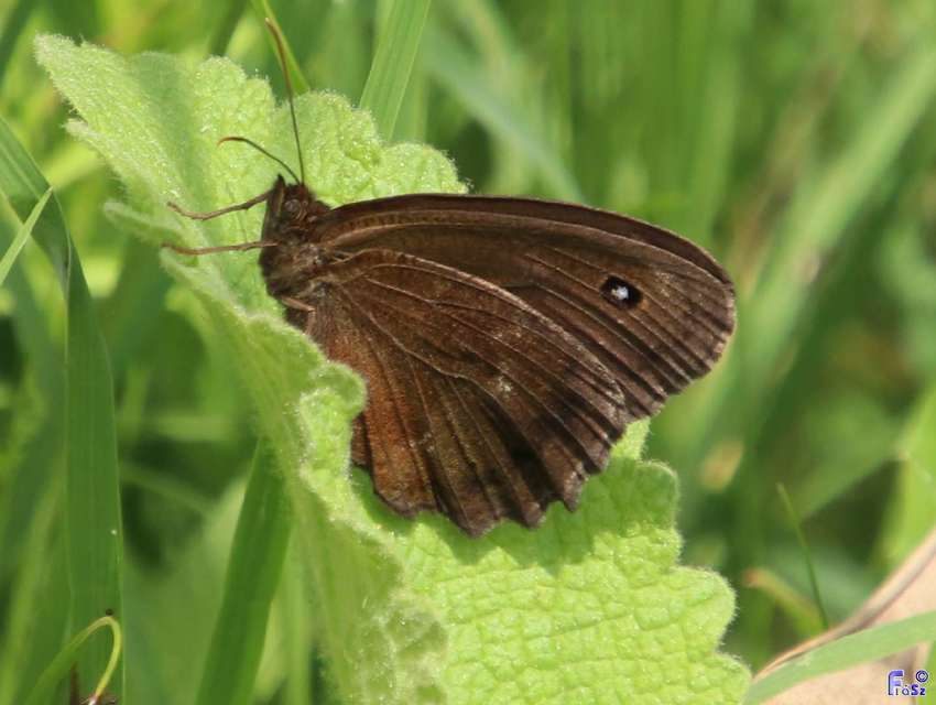 Minois dryas - fekete szemeslepke