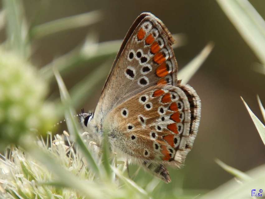 Aricia agestis - szerecsenboglárka