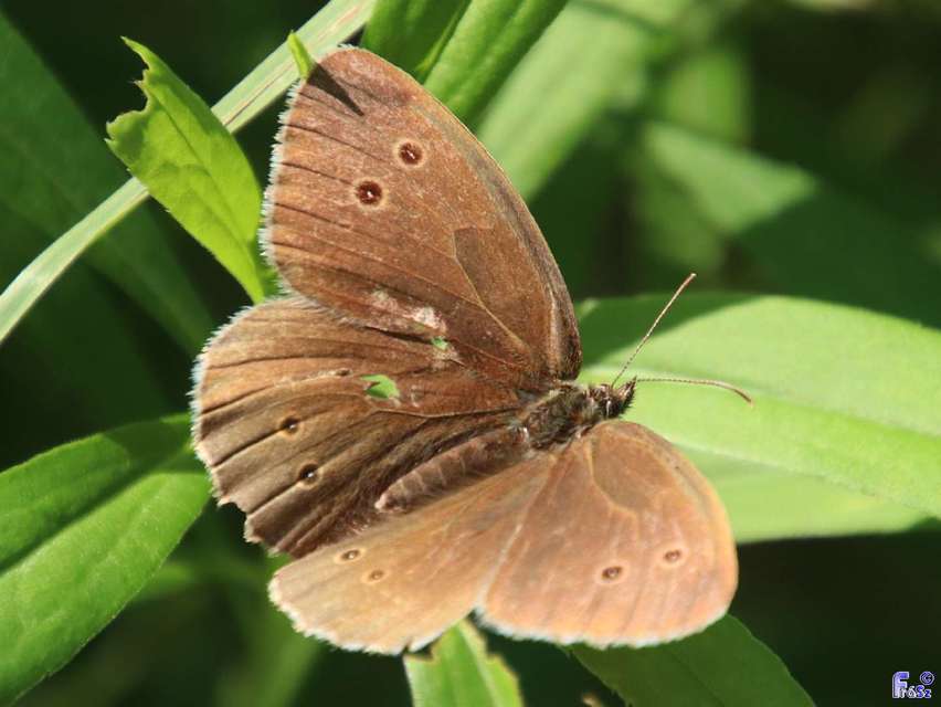 Aphantopus hyperanthus - közönséges ökörszemlepke