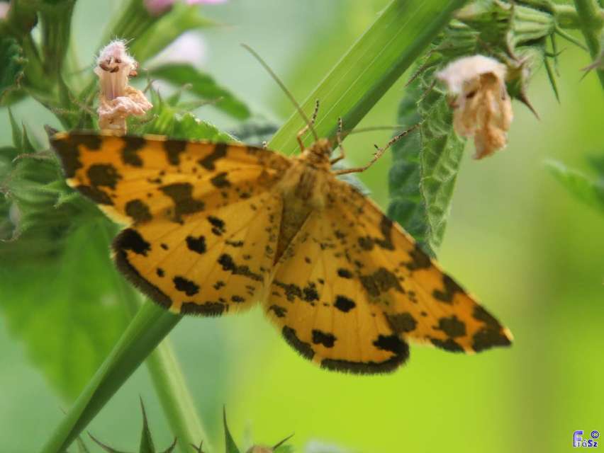 Pseudopanthera macularia - párducfoltos araszoló