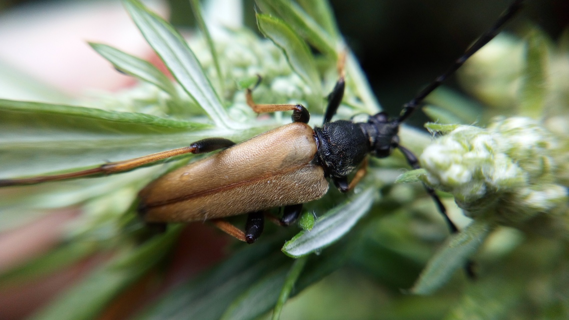 Stictoleptura rubra - vörös virágcincér
