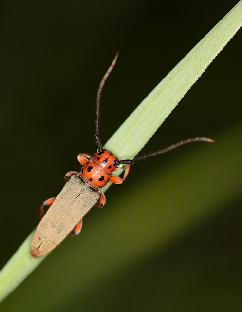 Phytoecia argus - árgusszemű cincér