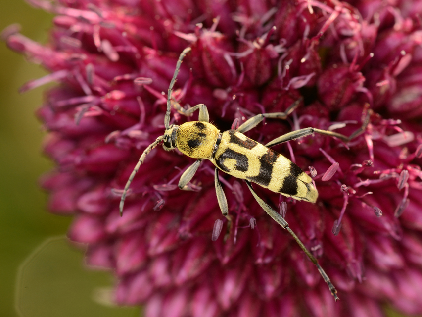 Chlorophorus varius - díszes darázscincér