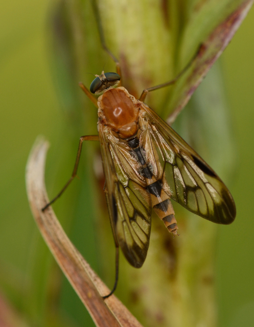 Rhagio strigosus - szárnyfoltos kószalégy