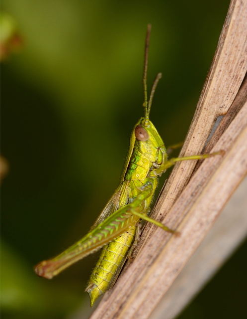 Euthystira brachyptera - smaragdzöld sáska