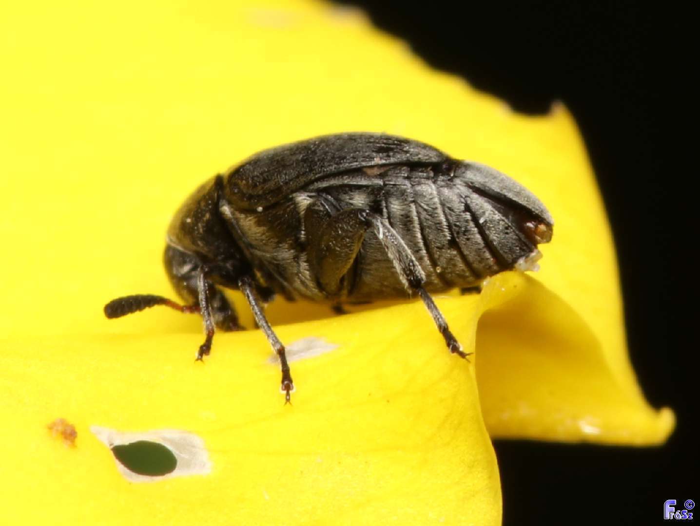 Bruchidius villosus - seprőzanótzsizsik