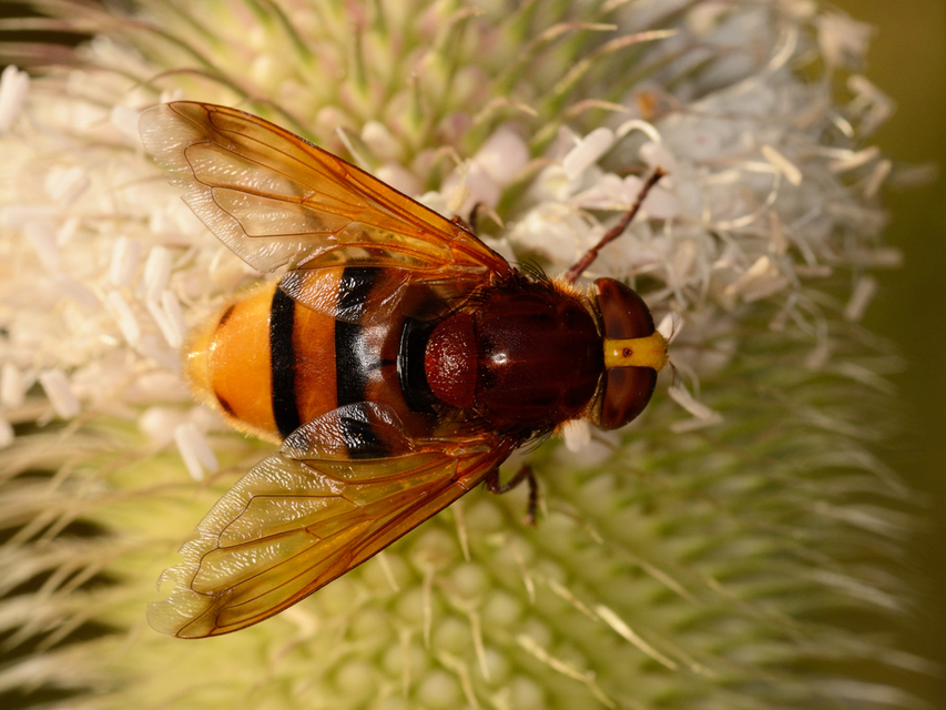Volucella zonaria - kétöves pihelégy