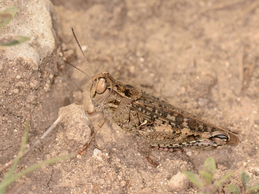 Calliptamus italicus - olaszsáska