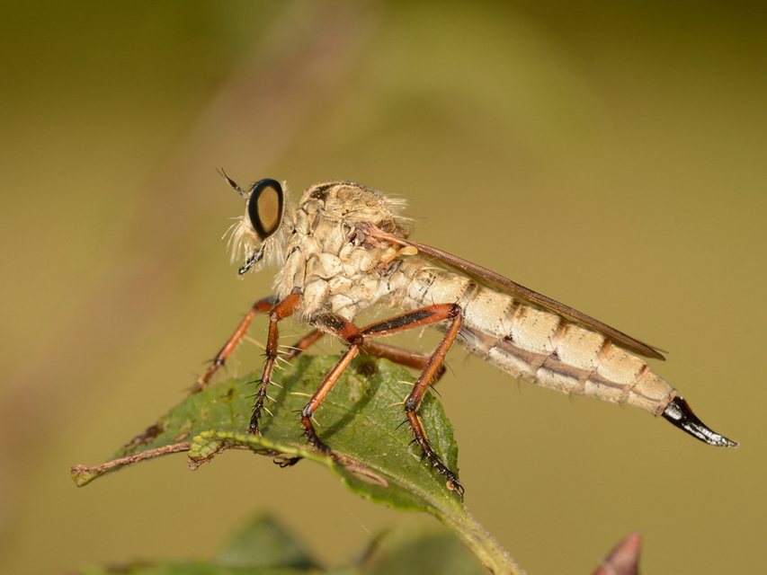 Aneomochtherus flavipes