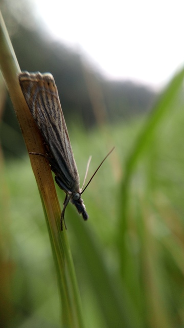 Chrysoteuchia culmella - kerti fűgyökérmoly