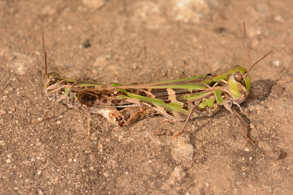 Oedaleus decorus - szalagos sáska