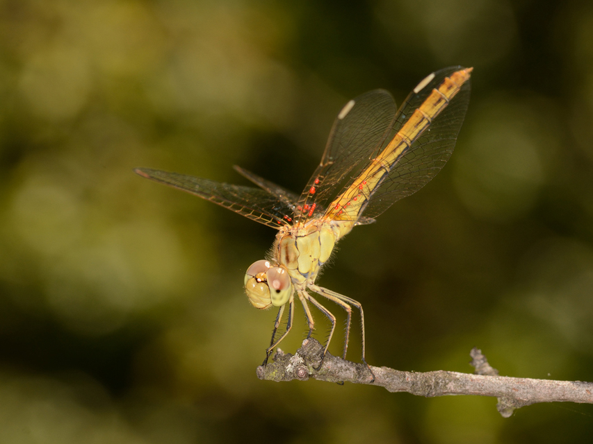 Sympetrum meridionale - fakó katona-szitakötő