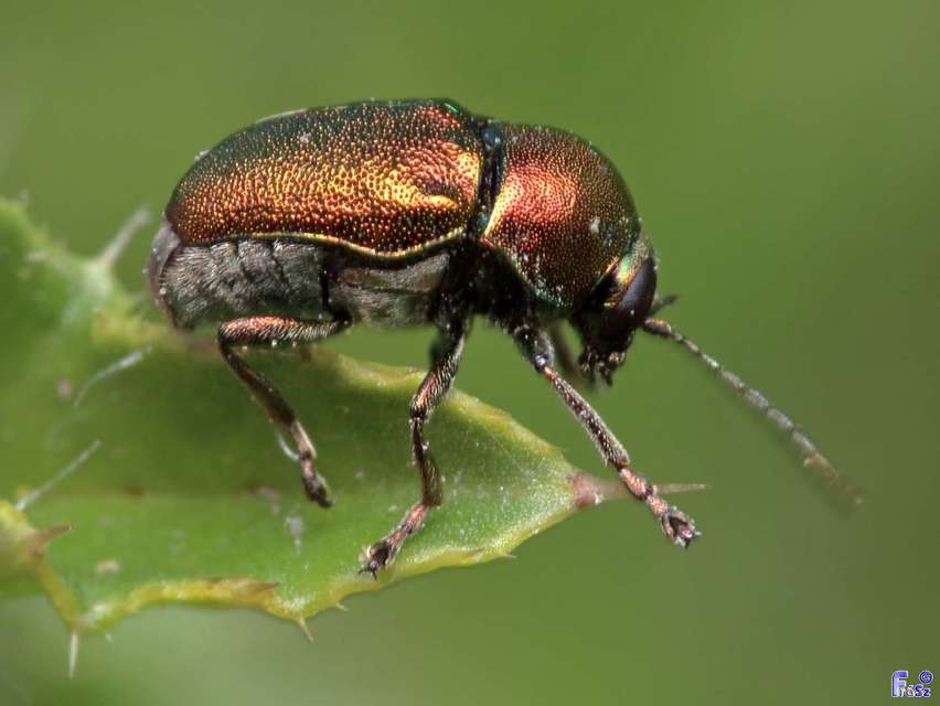 Cryptocephalus sericeus - nagy fészkesbogár