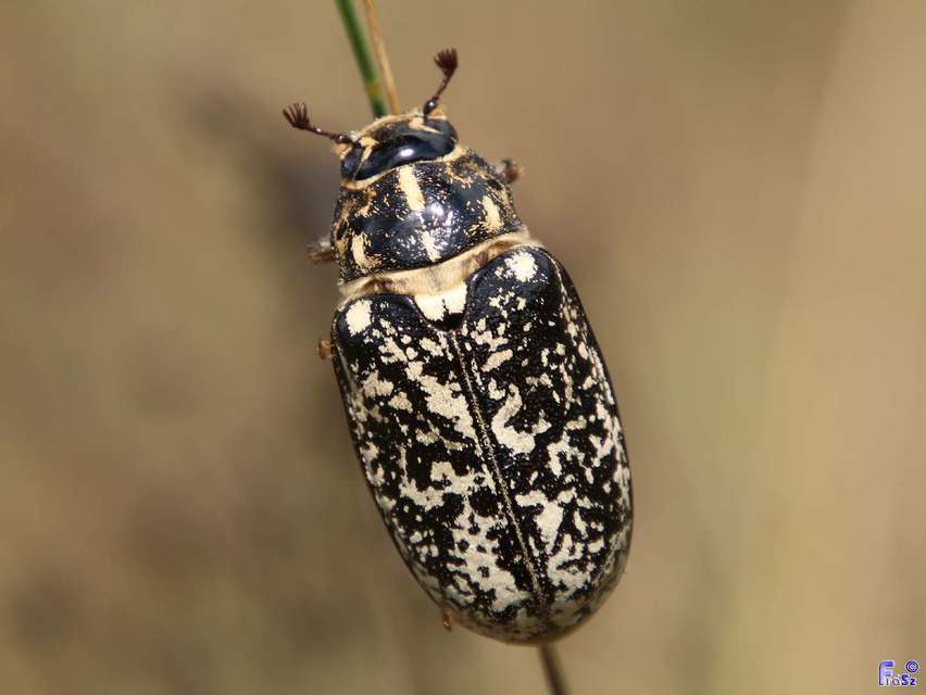Polyphylla fullo - csapó cserebogár